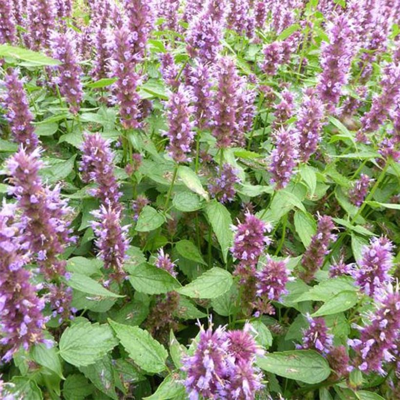 Agastache  Beelicious Purple - Dropplant (Bloei)