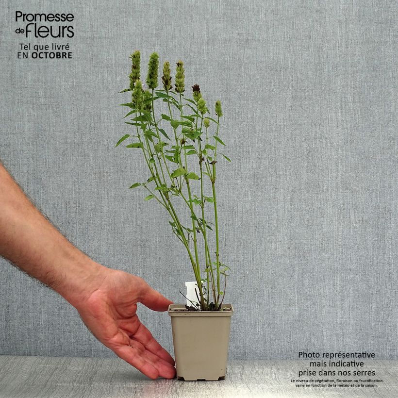 Exemplaar van Agastache  Beelicious Purple - Dropplant Kweekpotje van 8/9 cm zoals geleverd in de herfst