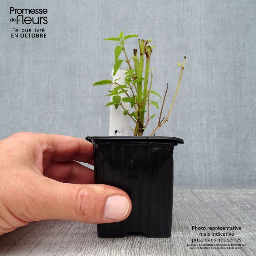 Exemplaar van Agastache Kolibri - Dropplant Kweekpotje van 8/9 cm zoals geleverd in de herfst