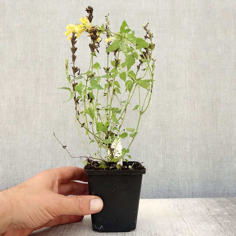 Exemplaar van Agastache Kudos Gold - Dropplant Kweekpotje van 8/9 cm zoals geleverd in de herfst