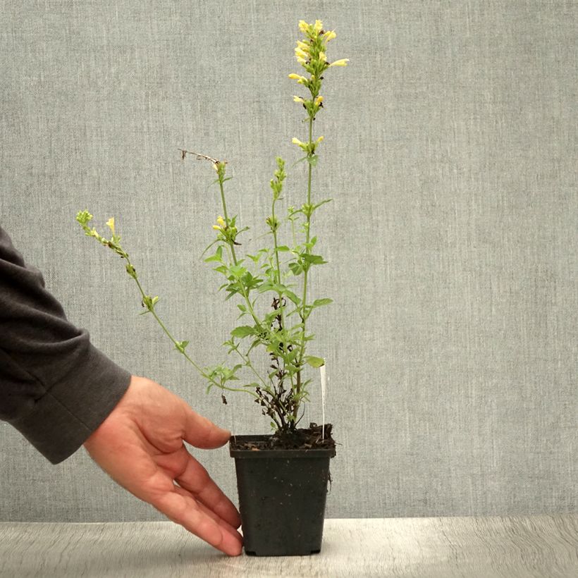 Exemplaar van Agastache Kudos Gold - Dropplant Kweekpotje van 8/9 cm zoals geleverd in de zomer