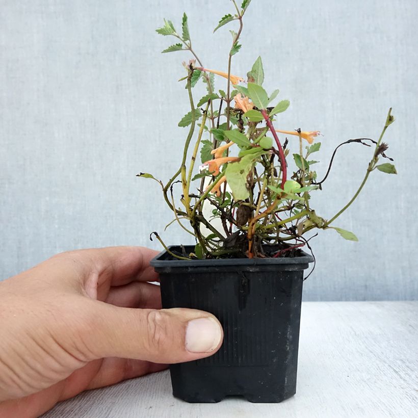 Exemplaar van Agastache Kudos Mandarin - Dropplant Kweekpotje van 8/9 cm zoals geleverd in de zomer