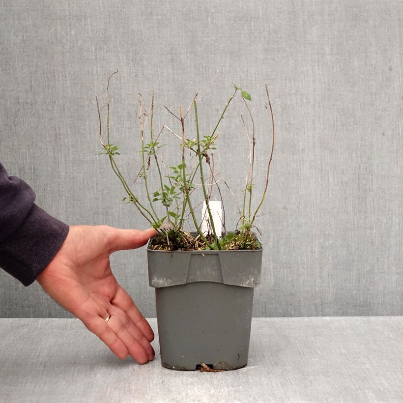 Exemplaar van Agastache Kudos Mandarin - Dropplant Pot van 2 l/3 l zoals geleverd in de herfst