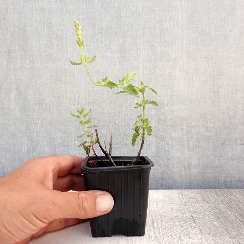 Exemplaar van Agastache Kudos Yellow - Dropplant Kweekpotje van 8/9 cm zoals geleverd in de zomer