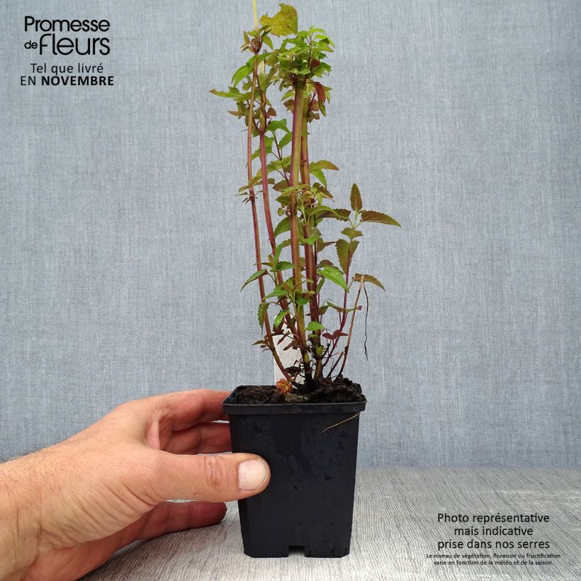 Exemplaar van Agastache mexicana Red Fortune - Dropplant Kweekpotje van 8/9 cm zoals geleverd in de herfst