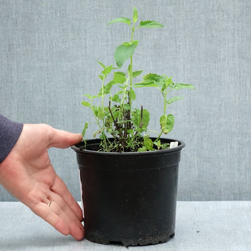 Example of Agastache mexicana Red Fortune - Dropplant Pot van 2 l/3 l as you get in printemps