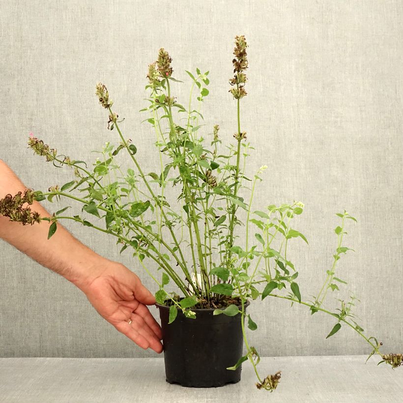 Exemplaar van Agastache mexicana Red Fortune - Dropplant Pot van 2 l/3 l zoals geleverd in de zomer