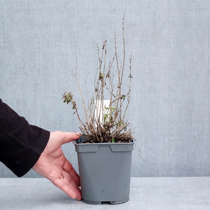 Exemplaar van Agastache Poquito Butter Yellow Pot de 2L/3L zoals geleverd in de winter