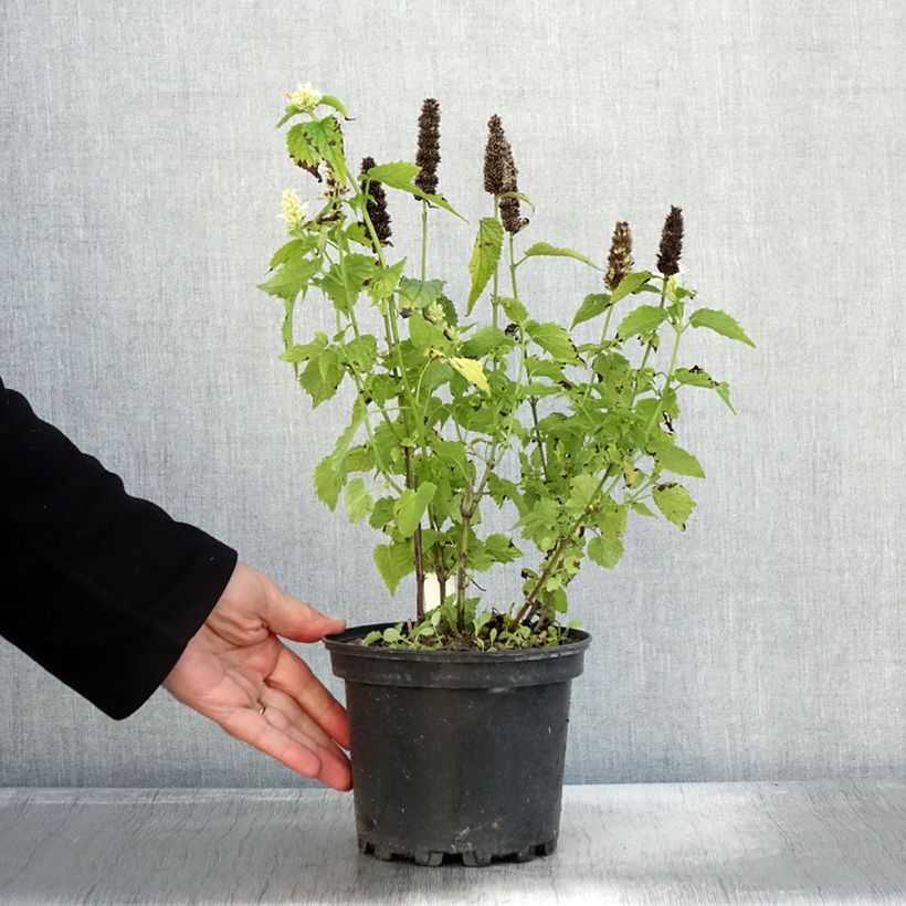Exemplaar van Agastache rugosa Alabaster Pot de 2L/3L zoals geleverd in de herfst