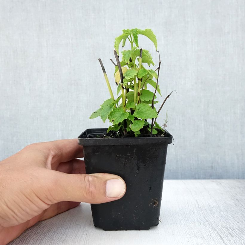 Exemplaar van Agastache rugosa Alabaster - Koreaanse munt Kweekpotje van 8/9 cm zoals geleverd in de zomer