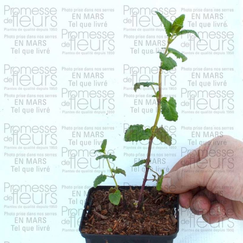 Voorbeeld van een exemplaar van Agastache Summer Love - Dropplant Kweekpotje van 8/9 cm zoals geleverd