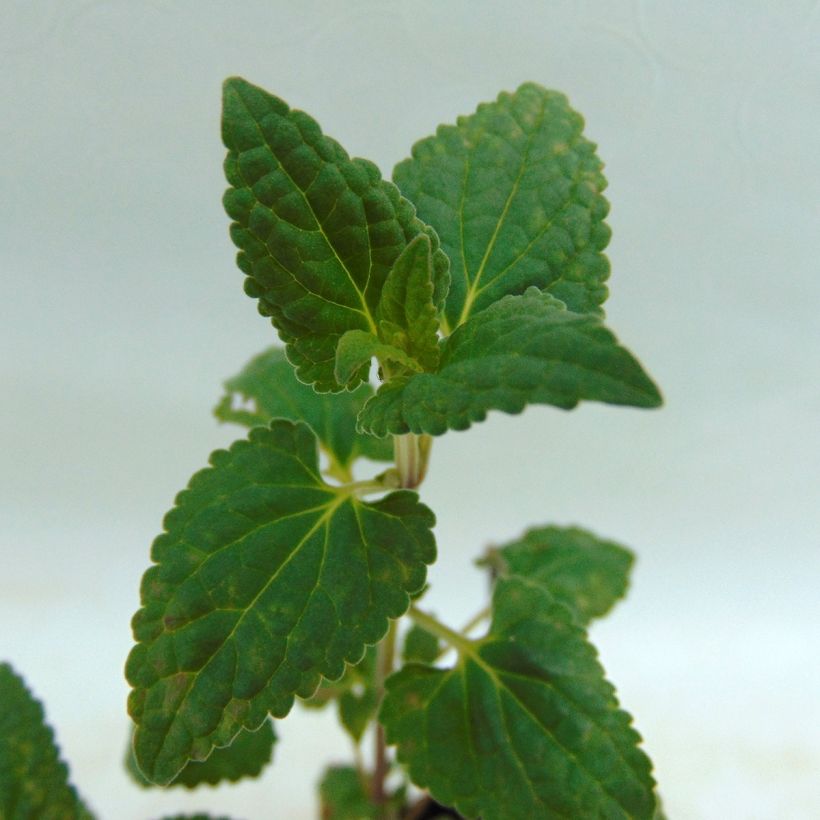 Agastache Summer Love - Dropplant (Blad)