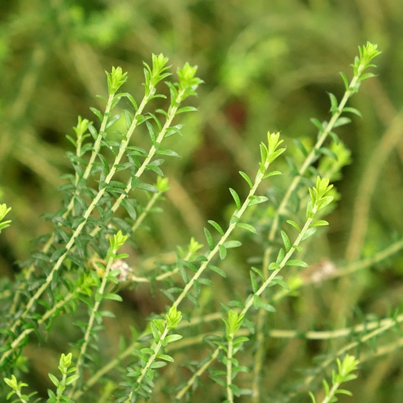 Agathosma capensis - Buchu (Blad)