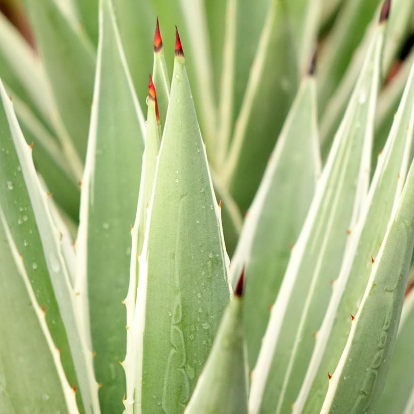 Agave angustifolia Marginata - Salvadoraanse sisal (Blad)