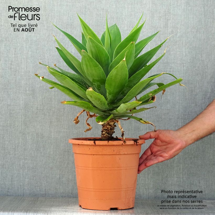 Exemplaar van Agave attenuata - Zwanenhalsagave Pot van 7,5 l/10 l zoals geleverd in de zomer