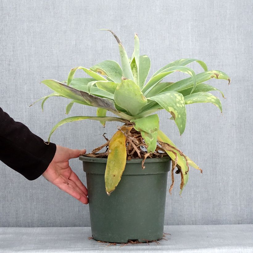 Exemplaar van Agave attenuata - Agave à cou de cygne Pot de 7,5L/10L zoals geleverd in de winter