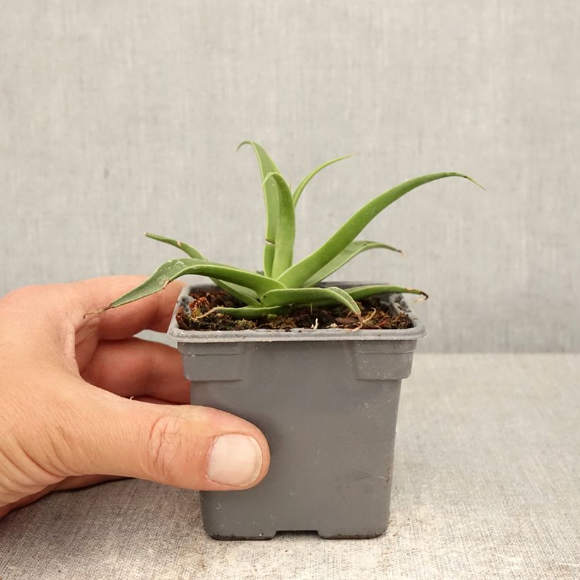 Exemplaar van Agave bracteosa Kweekpotje van 8/9 cm zoals geleverd in de lente