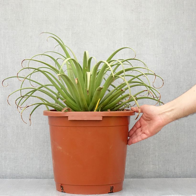 Exemplaar van Agave bracteosa Pot van 12 l/15 l zoals geleverd in de lente