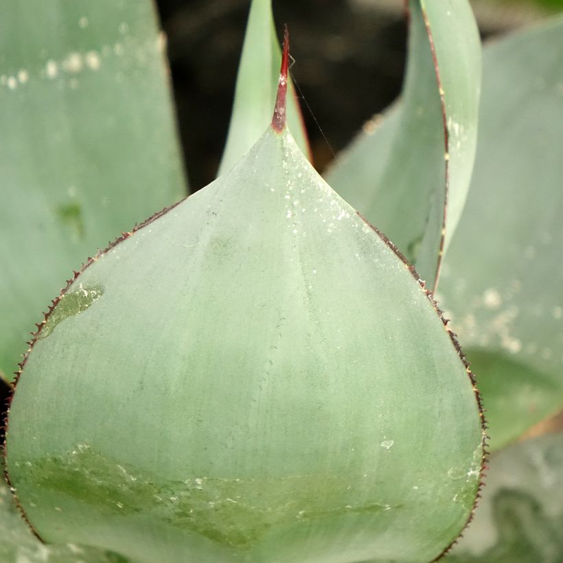 Agave celsii Nova (Blad)