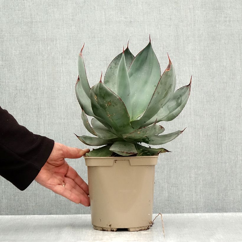 Exemplaar van Agave celsii Nova Pot van 3 l/4 l zoals geleverd in de herfst