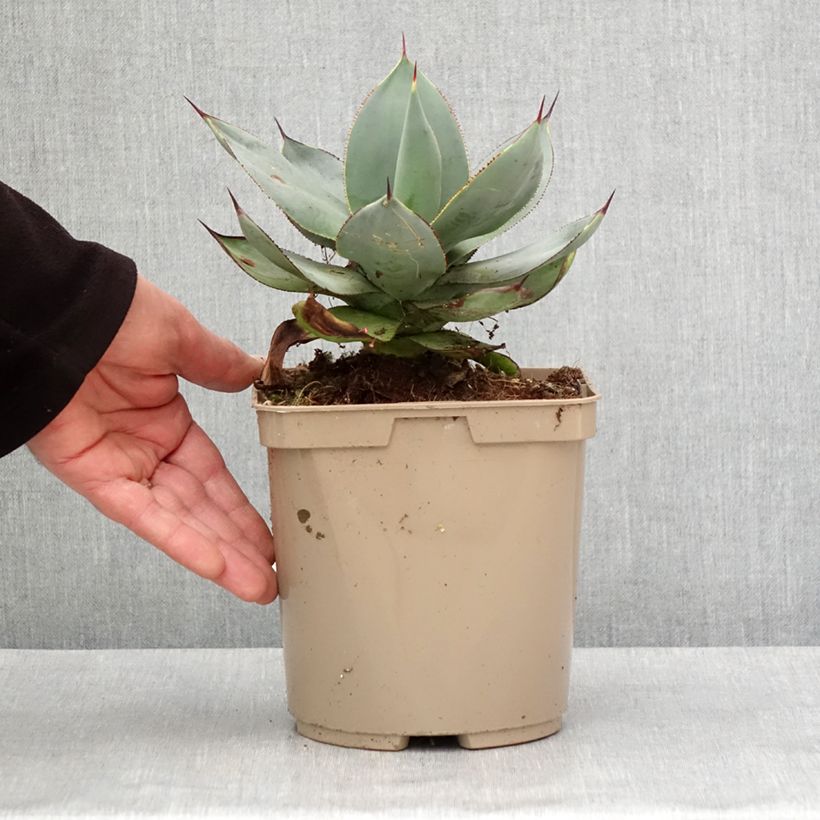 Exemplaar van Agave celsii Nova Pot de 3L/4L zoals geleverd in de winter
