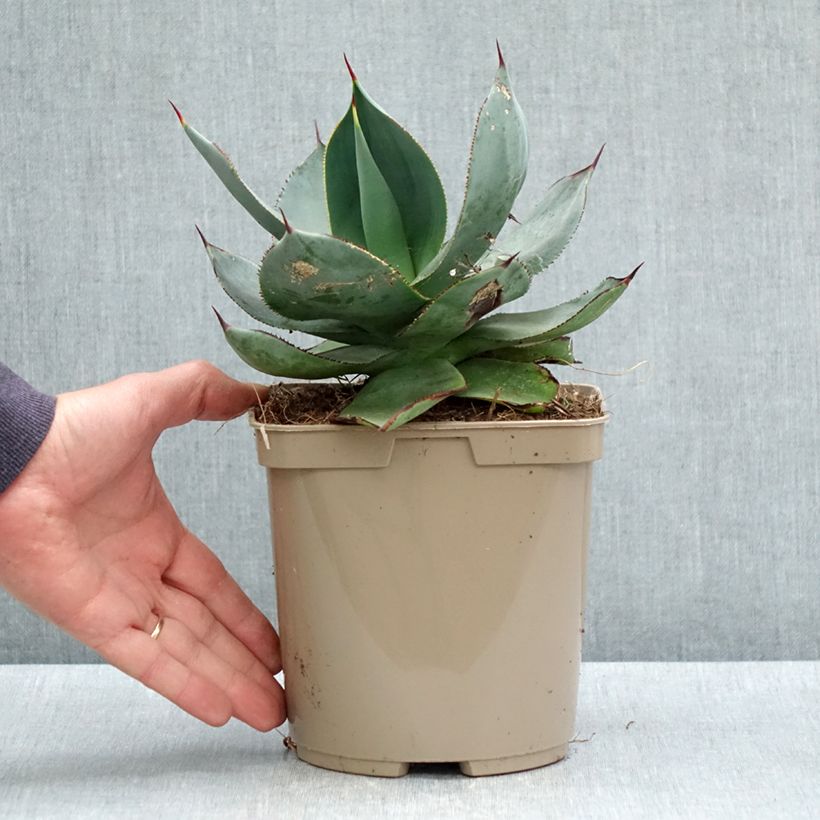 Example of Agave celsii Nova Pot van 3 l/4 l as you get in printemps