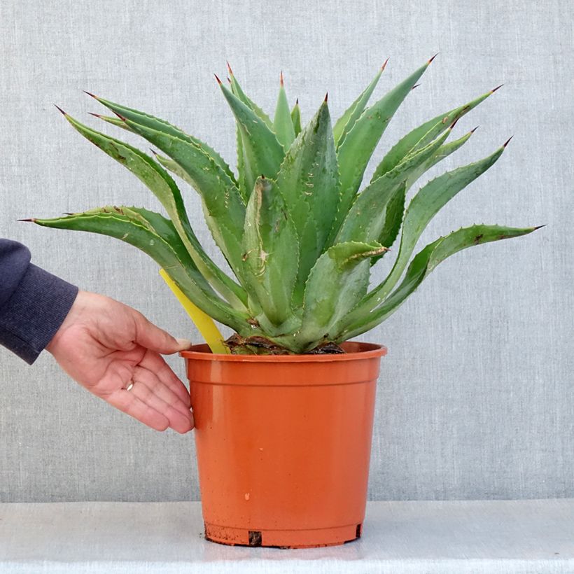Example of Agave desmetiana - Kleine honderdjarige aloë Pot van 4 l/5 l as you get in printemps