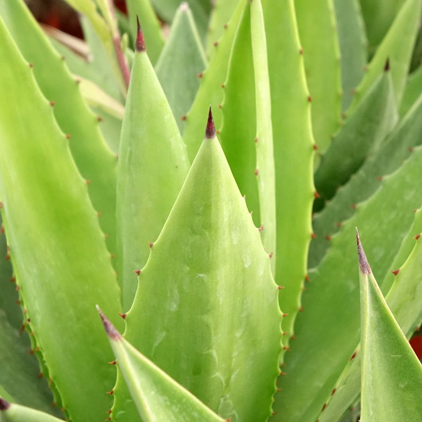 Agave fourcroydes (Blad)