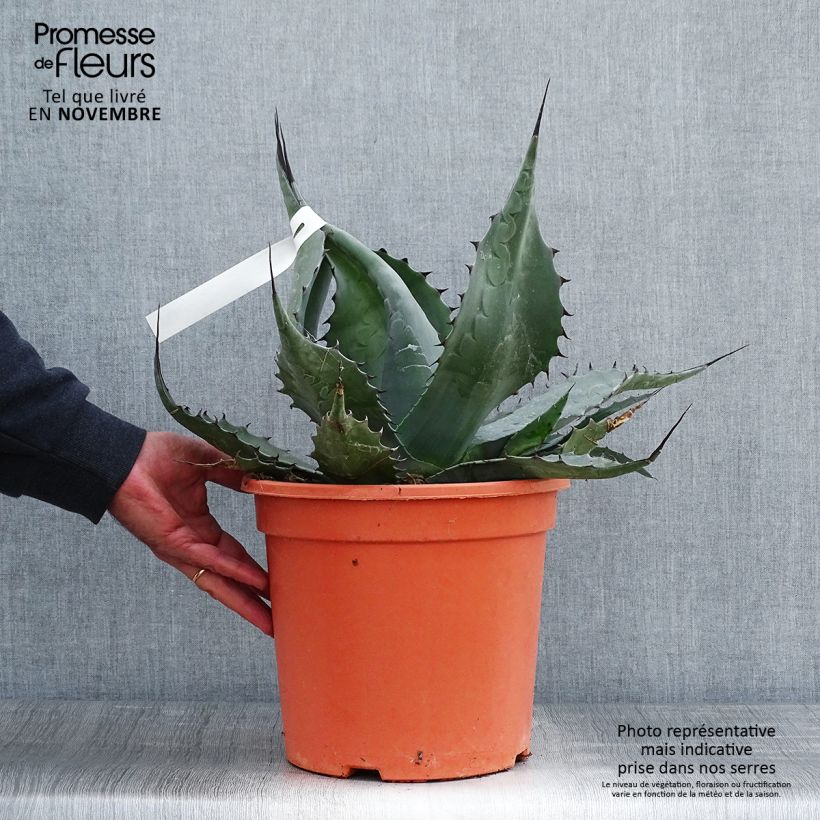 Exemplaar van Agave havardiana - Havards Honderdjarige plant Pot van 7,5 l/10 l zoals geleverd in de herfst