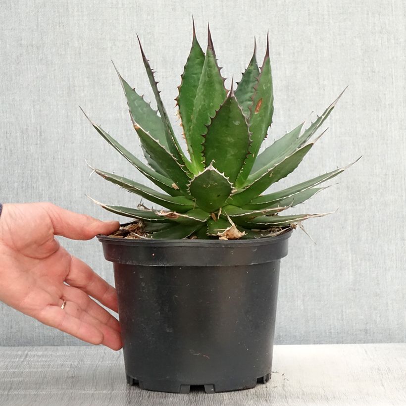 Exemplaar van Agave horrida Pot van 3 l/4 l zoals geleverd in de lente