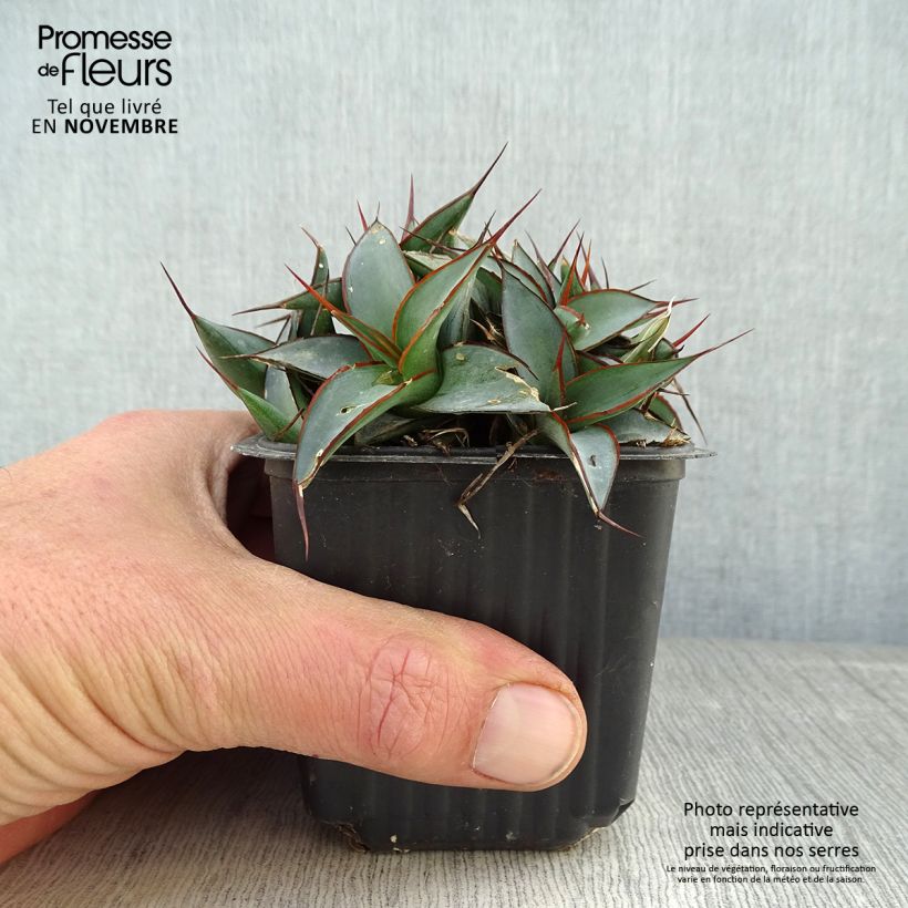 Exemplaar van Agave impressa Impressive Kweekpotje van 8/9 cm zoals geleverd in de herfst