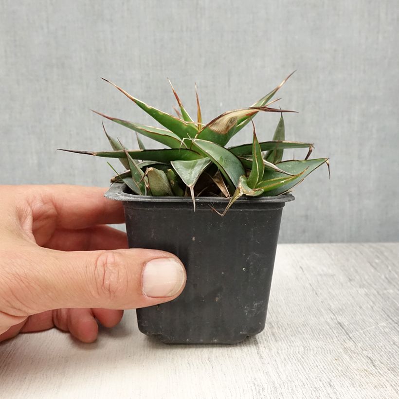 Exemplaar van Agave impressa Impressive Kweekpotje van 8/9 cm zoals geleverd in de zomer