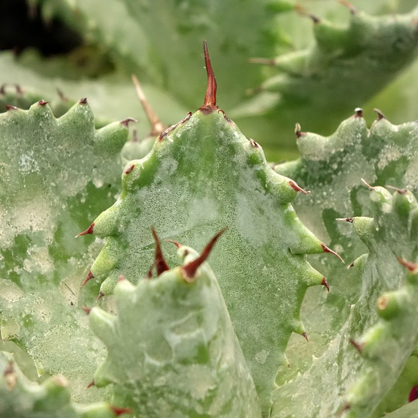 Agave isthmensis (Blad)