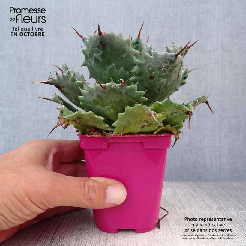Exemplaar van Agave isthmensis Pot de 10 cm/11cm zoals geleverd in de herfst