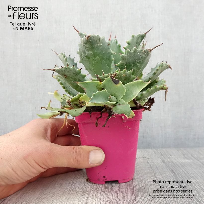 Exemplaar van Agave isthmensis Pot van 10 cm/11 cm zoals geleverd in de lente