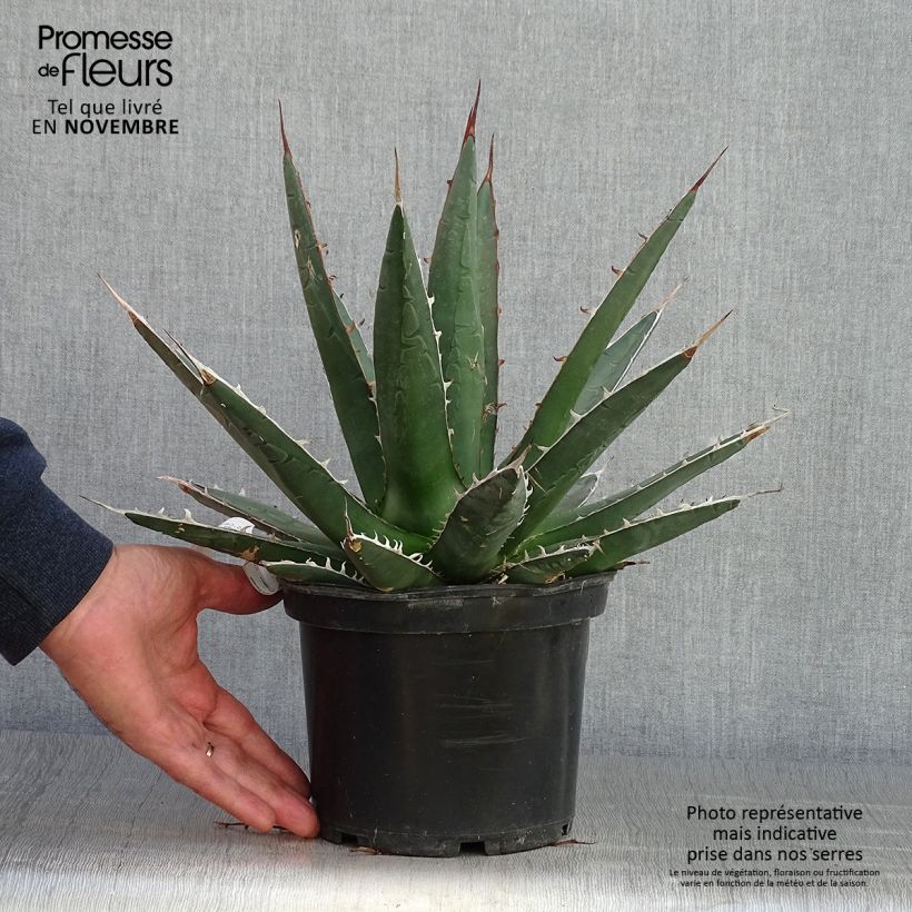 Exemplaar van Agave kerchovei Pot de 3L/4L zoals geleverd in de herfst