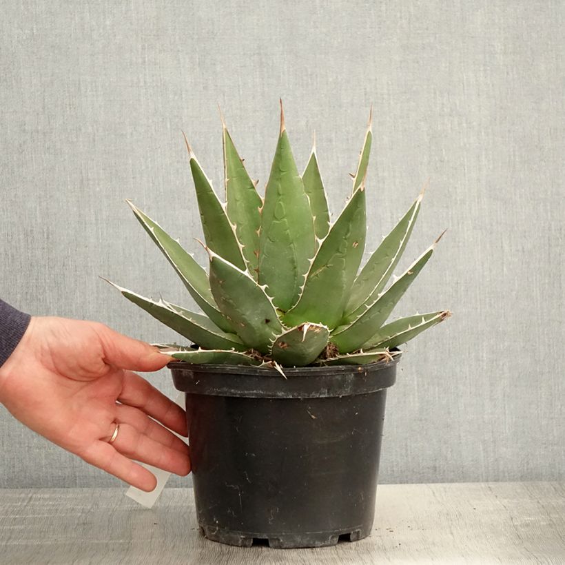 Exemplaar van Agave kerchovei Pot van 3 l/4 l zoals geleverd in de lente