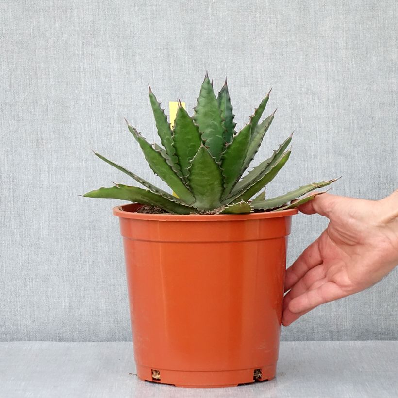 Exemplaar van Agave lophantha - Doornkraag agave Pot van 4 l/5 l zoals geleverd in de lente