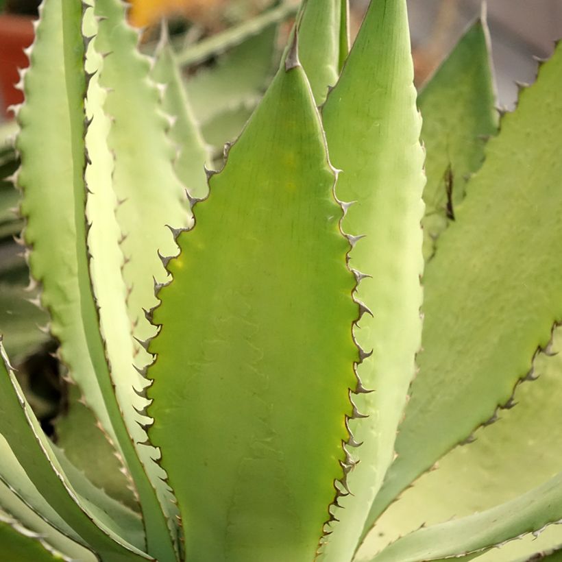 Agave lophantha Ensifera - Doornkraag agave (Blad)