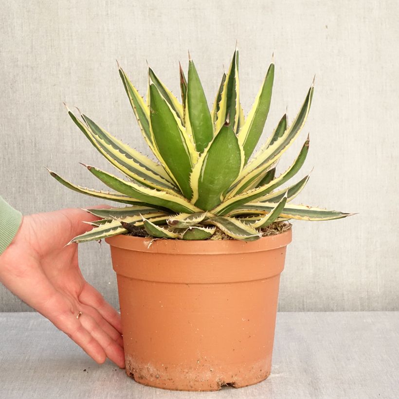 Exemplaar van Agave lophantha Quadricolor - Doornkraag agave Pot van 3 l/4 l zoals geleverd in de winter