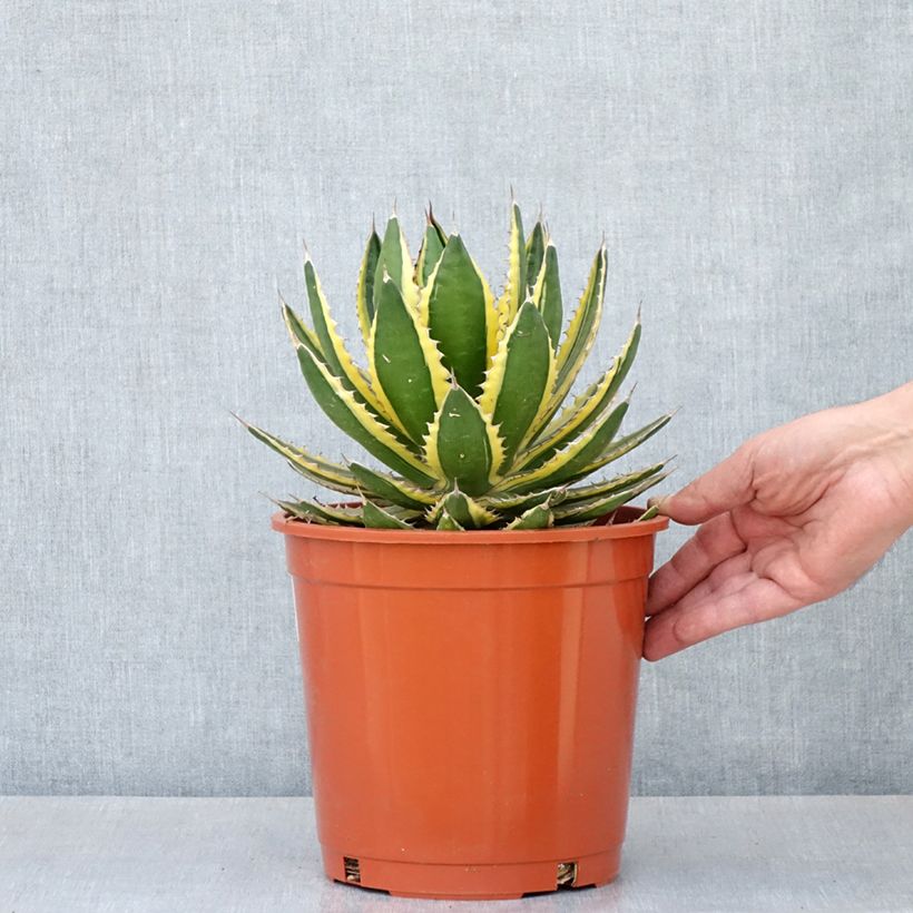 Exemplaar van Agave lophantha Quadricolor - Doornkraag agave Pot van 3 l/4 l zoals geleverd in de lente