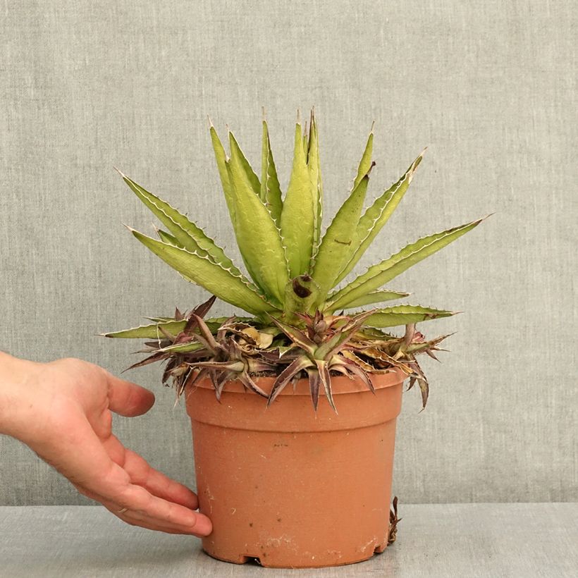 Exemplaar van Agave lophantha Splendida - Doornkraag agave Pot van 3 l/4 l zoals geleverd in de zomer