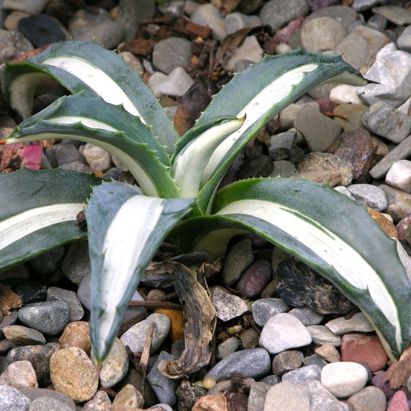 Agave Mediopicta Alba - Honderdjarige aloë (Groeiplaats)