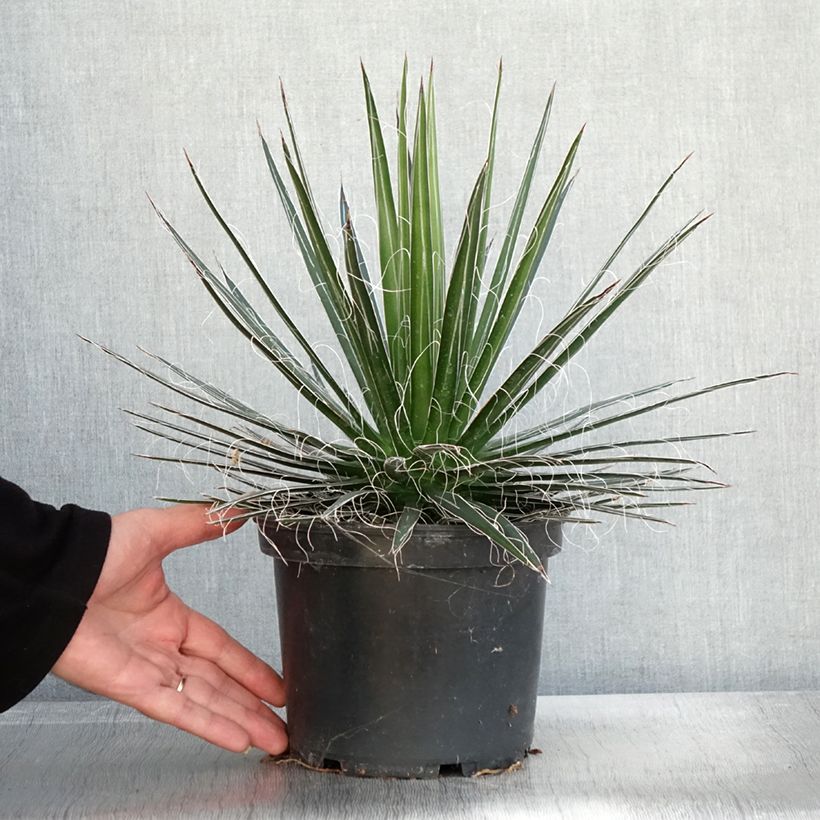 Exemplaar van Agave multifilifera Pot van 3 l/4 l zoals geleverd in de herfst