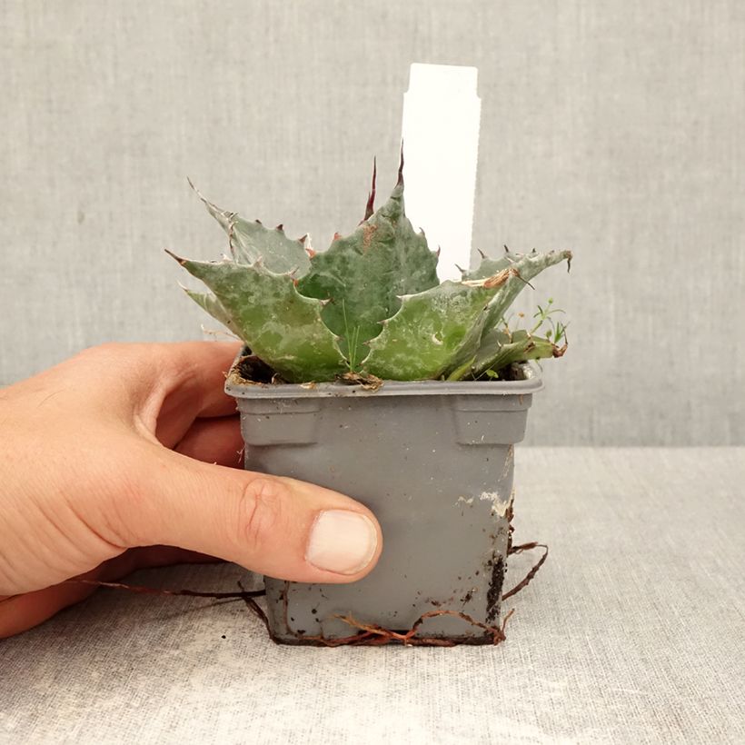 Exemplaar van Agave parrasana Kweekpotje van 8/9 cm zoals geleverd in de lente