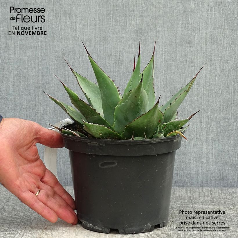 Exemplaar van Agave parrasana Pot van 3 l/4 l zoals geleverd in de herfst