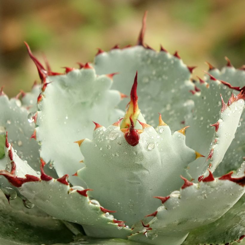 Agave potatorum Kichiokan (Blad)