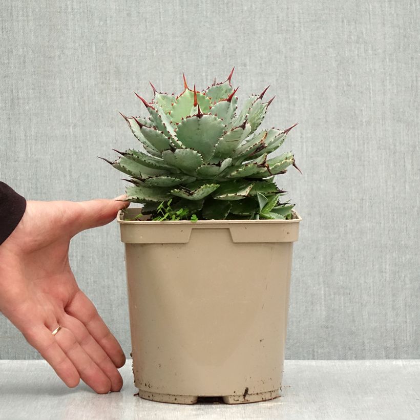 Exemplaar van Agave potatorum Kichiokan Pot van 3 l/4 l zoals geleverd in de herfst