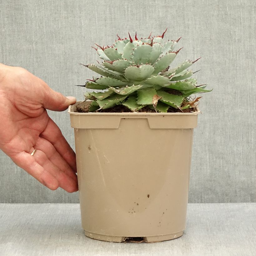 Exemplaar van Agave potatorum Kichiokan Pot van 3 l/4 l zoals geleverd in de zomer
