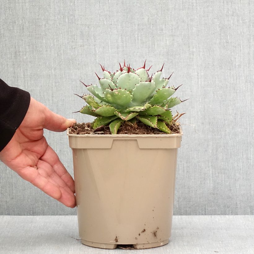 Exemplaar van Agave potatorum Kichiokan Pot van 3 l/4 l zoals geleverd in de winter